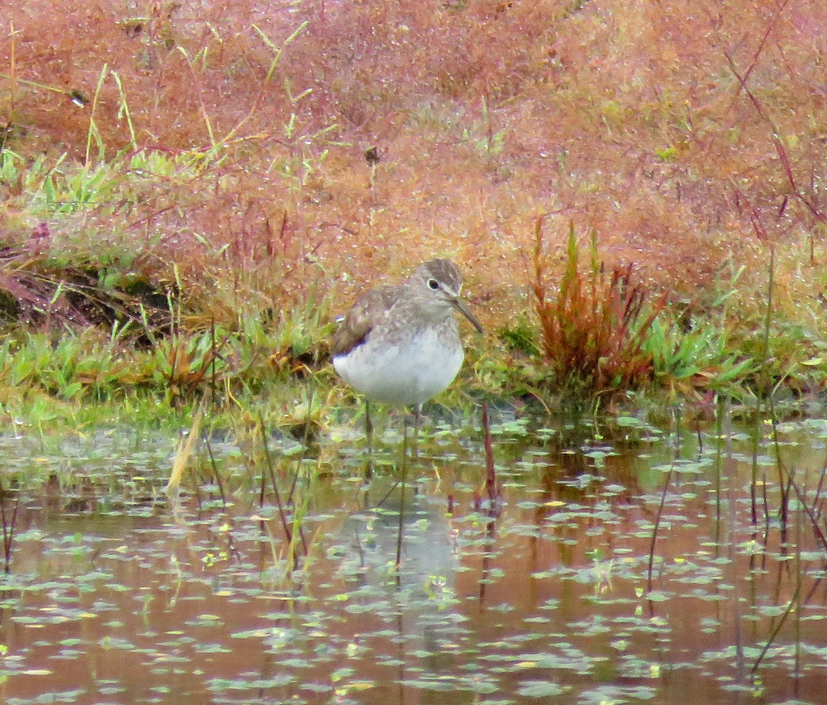 Solitary Sandpiper - ML641779953