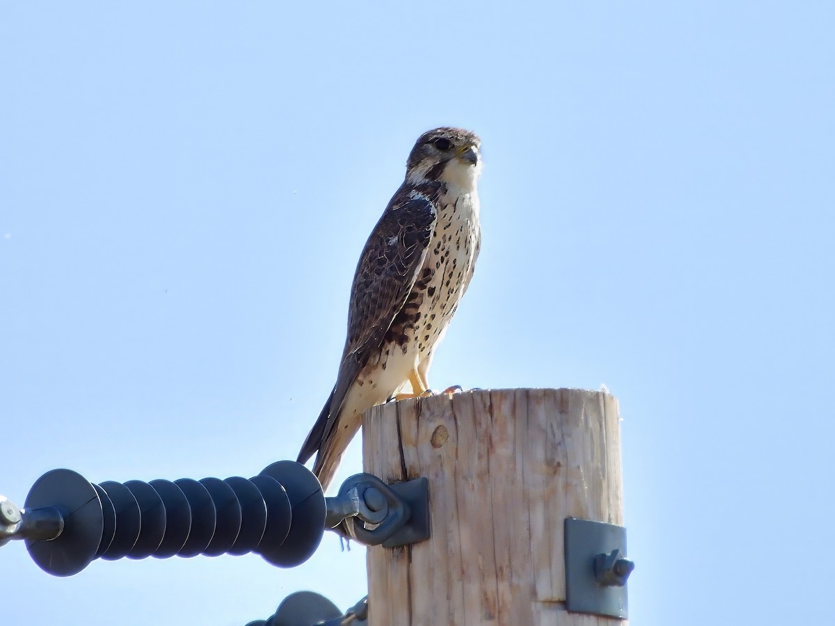 Prairie Falcon - ML641779955