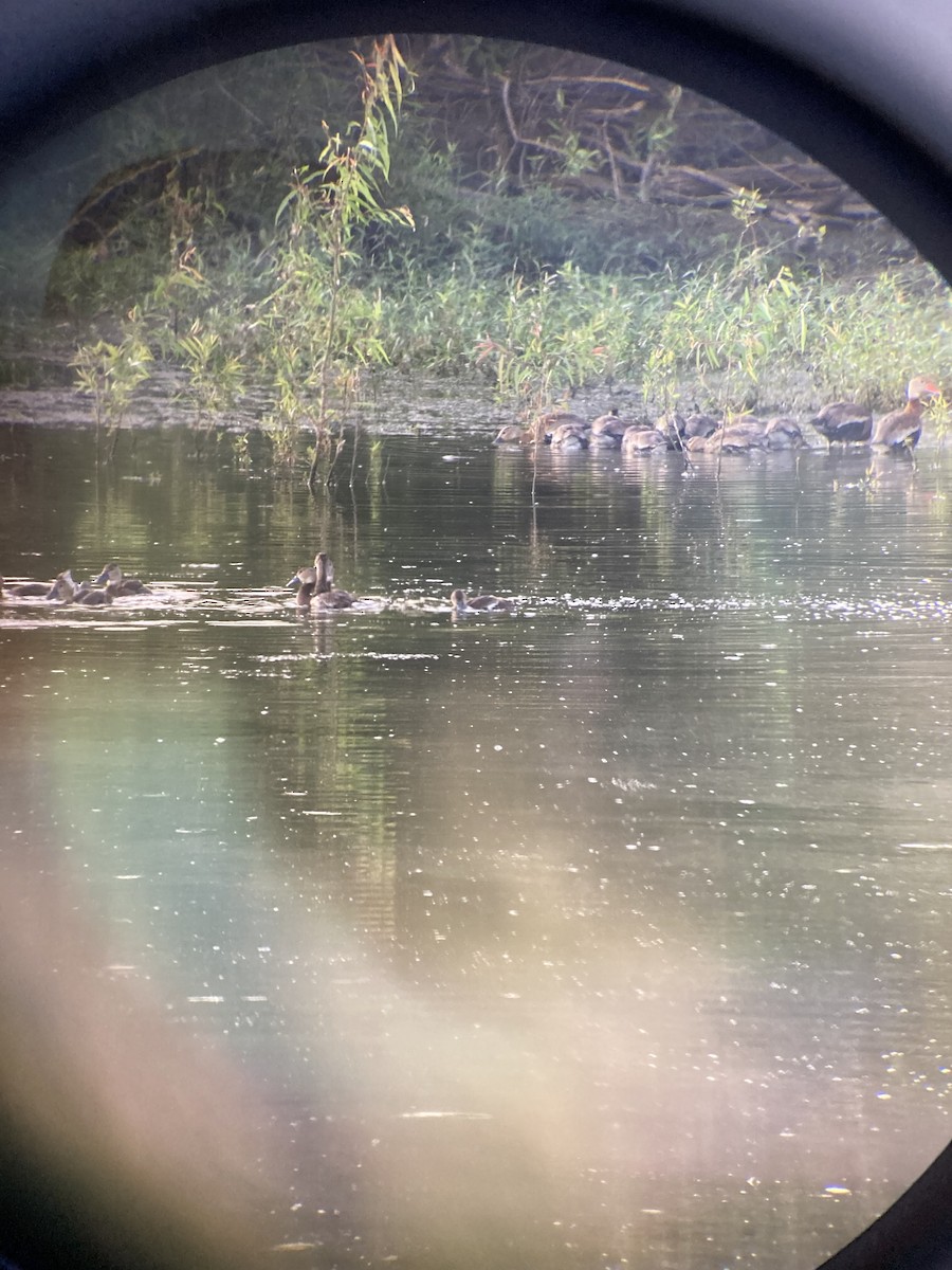 Black-bellied Whistling-Duck - ML641779959