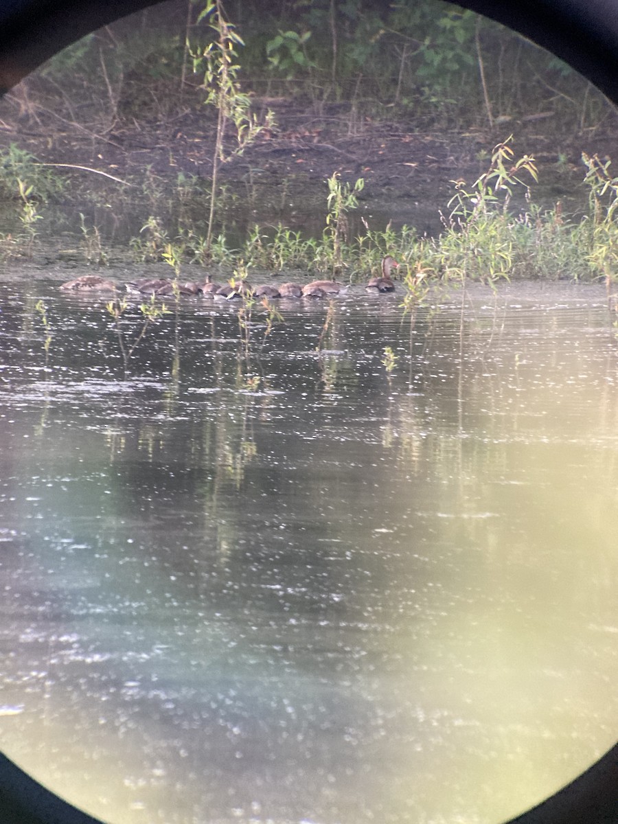 Black-bellied Whistling-Duck - ML641779960