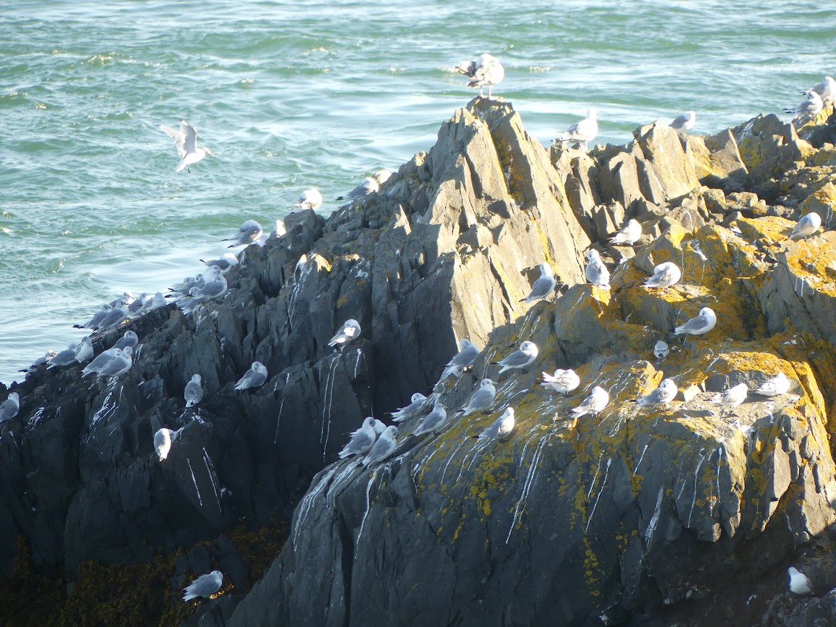 Black-legged Kittiwake - ML641779967