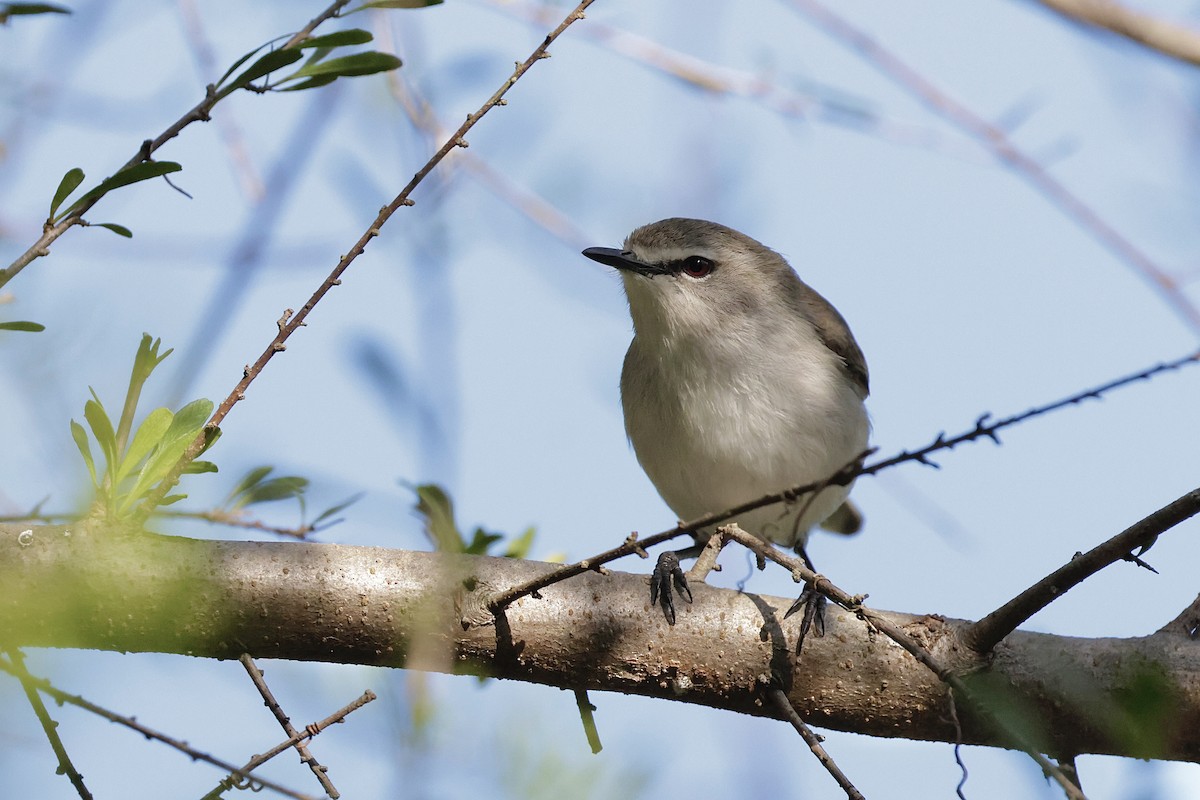 mangrovegerygone - ML641779972