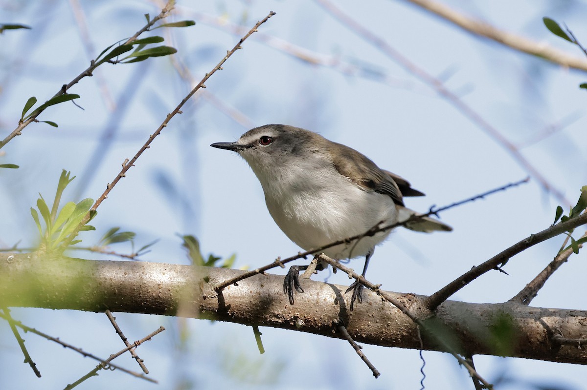 mangrovegerygone - ML641779974