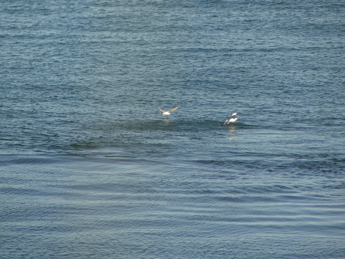 Bonaparte's Gull - ML641779979