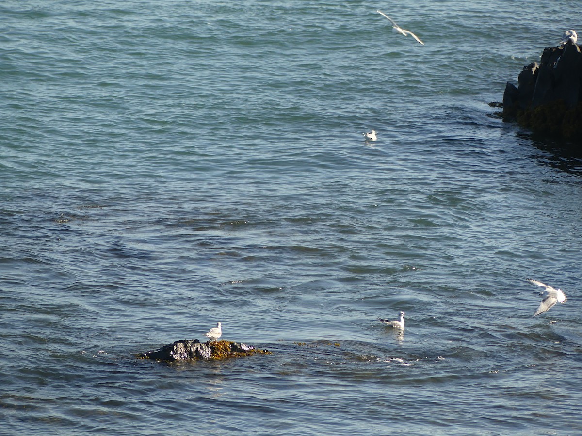 Bonaparte's Gull - ML641779983