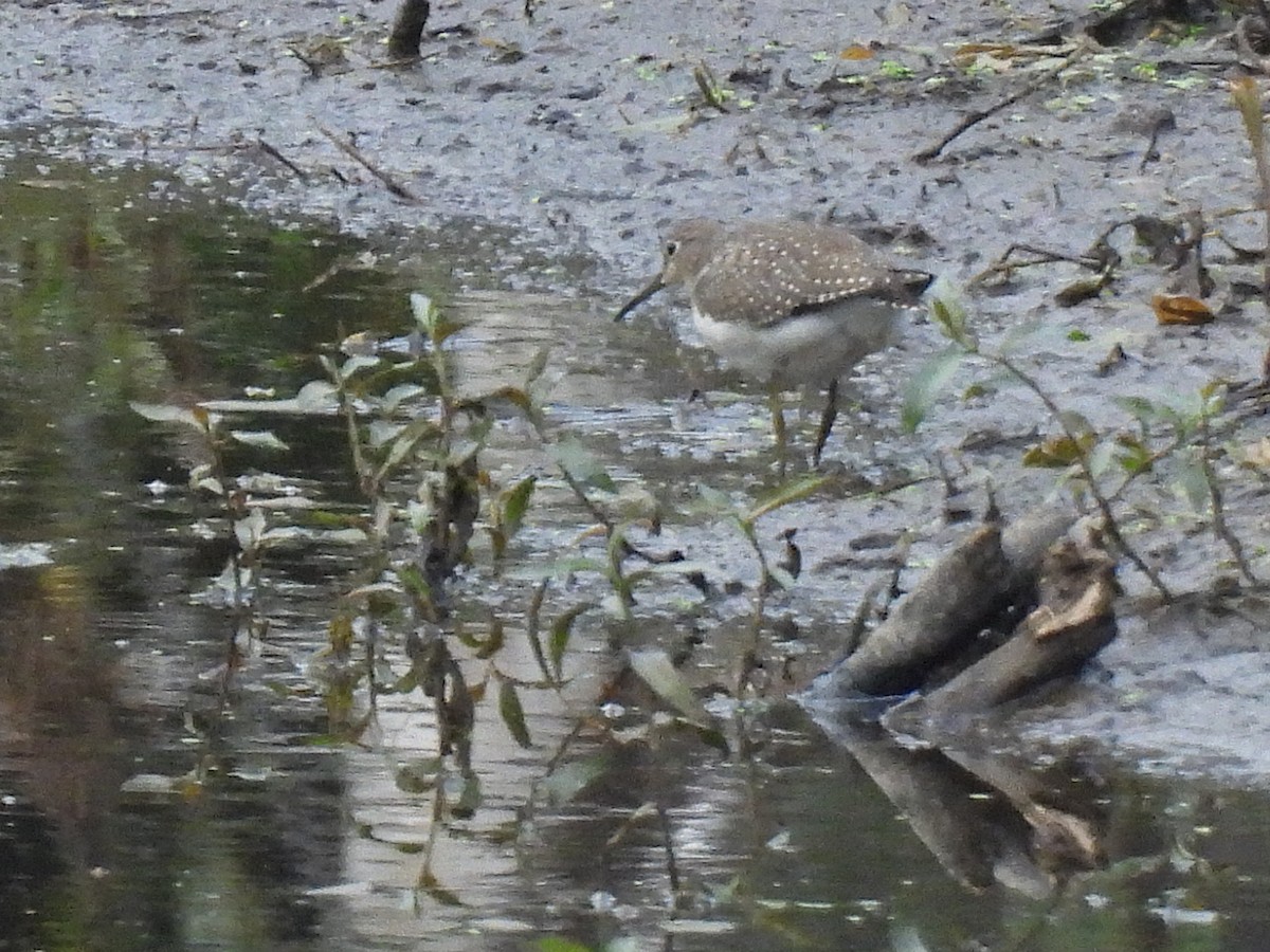 Solitary Sandpiper - ML641779992