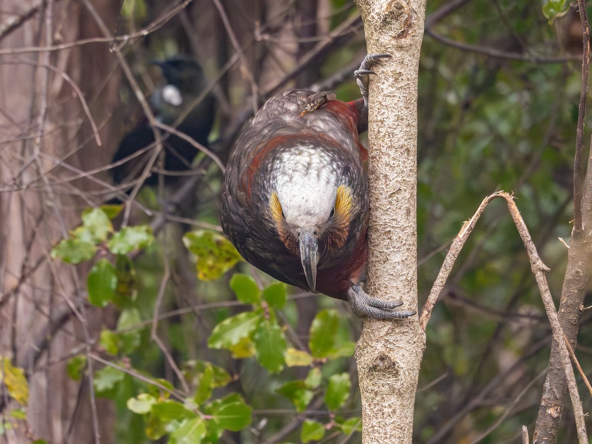 kaka - ML641779997