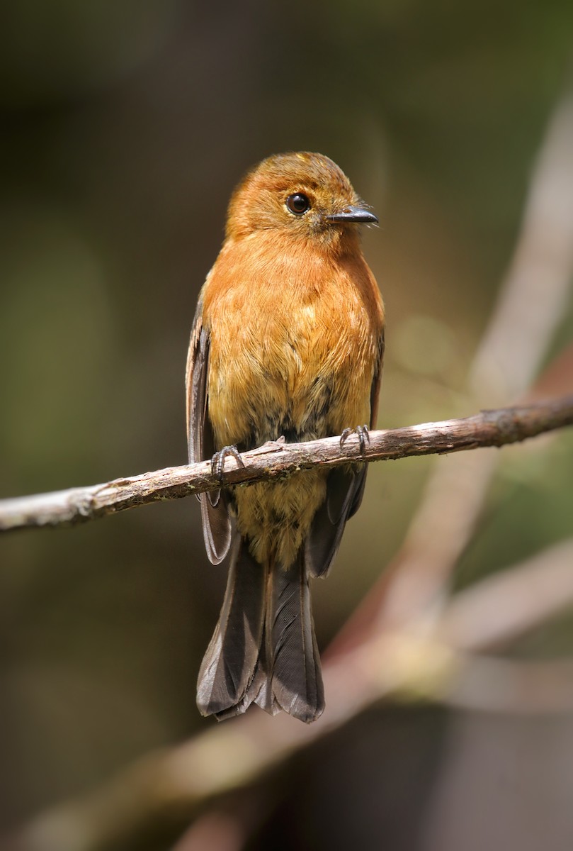 Cinnamon Flycatcher - ML641780014