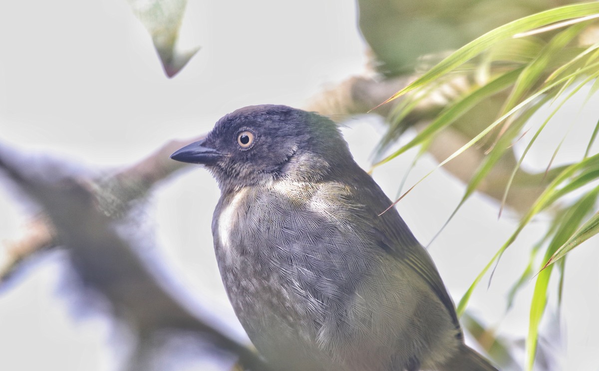 Dusky Chlorospingus - ML641780020