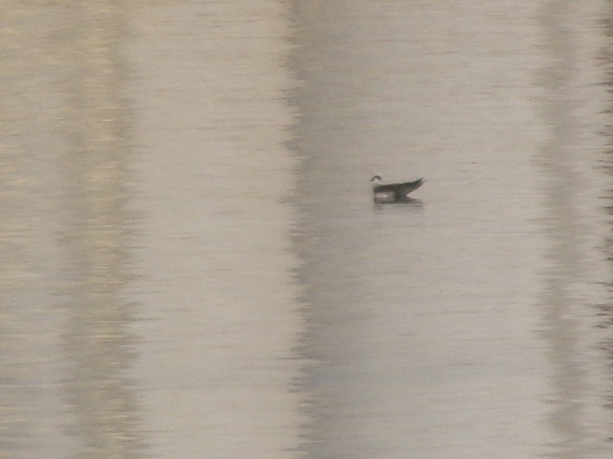 chaluha příživná - ML641780028