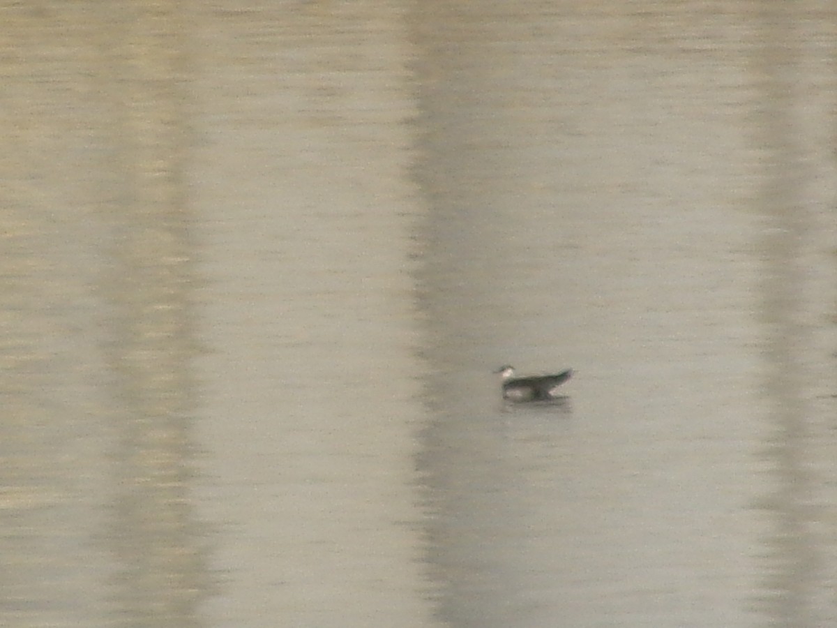 chaluha příživná - ML641780029