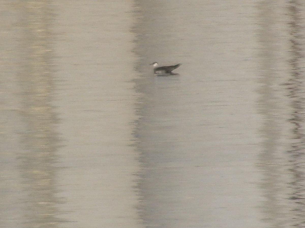 chaluha příživná - ML641780032