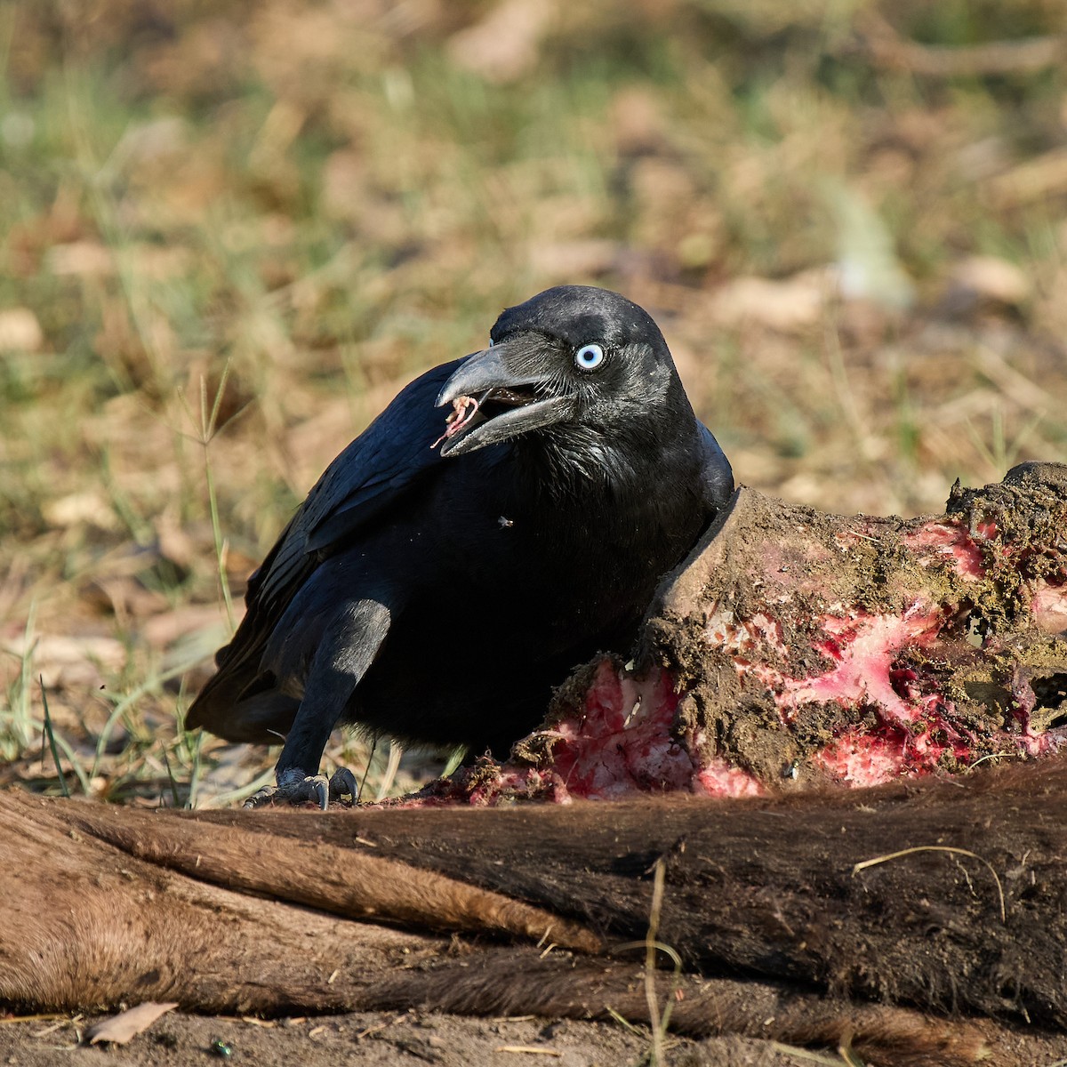 Torresian Crow - ML641780119