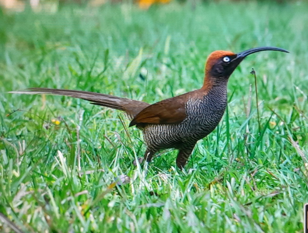 Brown Sicklebill - ML641780121