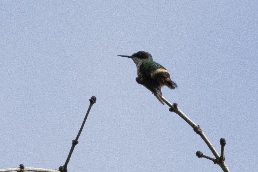 White-crested Coquette - ML641780134