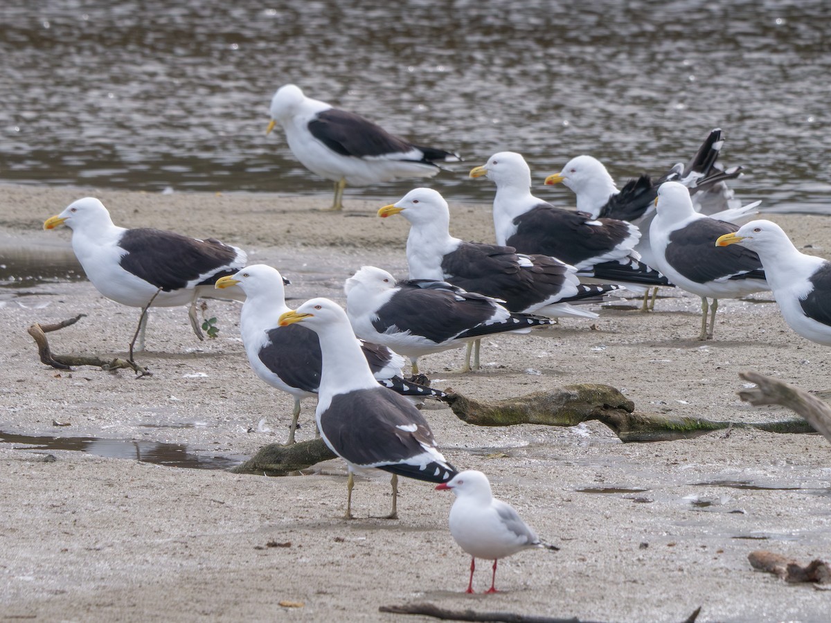 Kelp Gull - ML641780135