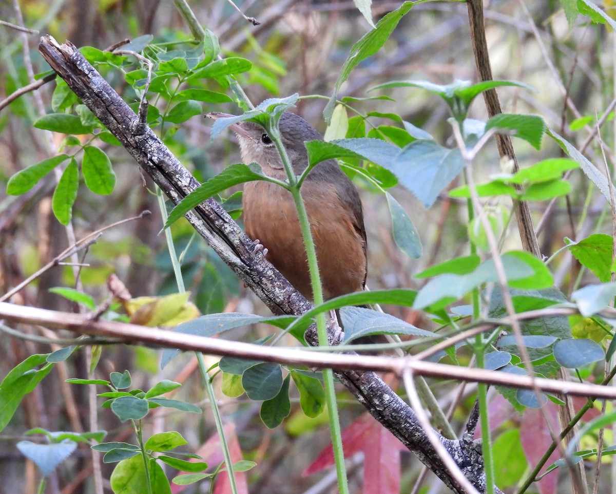 Rufous Shrikethrush - ML641780140