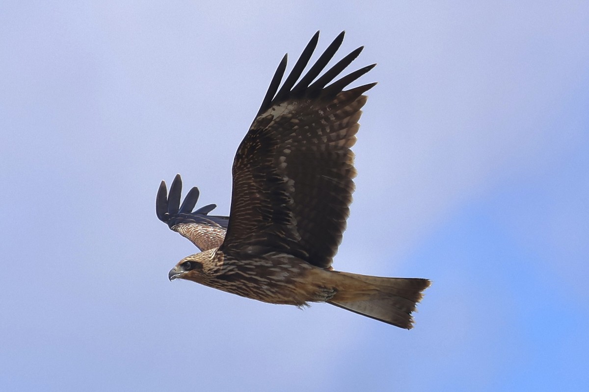 Black Kite - ML641780170