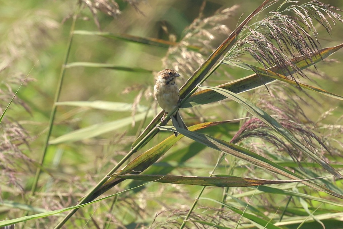 Reed Bunting - ML641780196