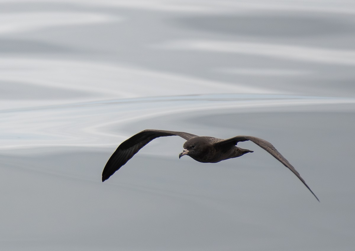 Flesh-footed Shearwater - ML641780200
