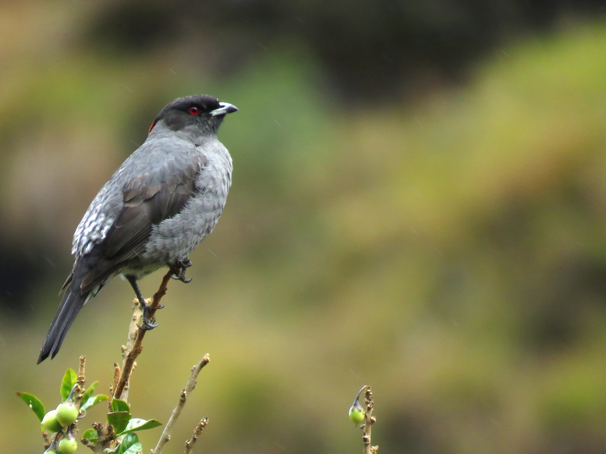 Red-crested Cotinga - ML641780202