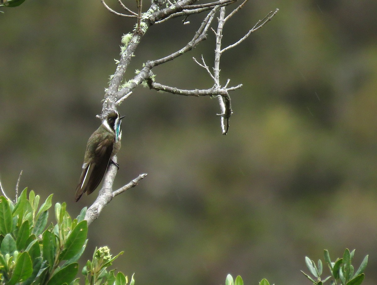 Green-bearded Helmetcrest - ML641780210