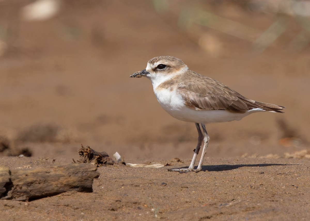 Javan Plover - ML641780236