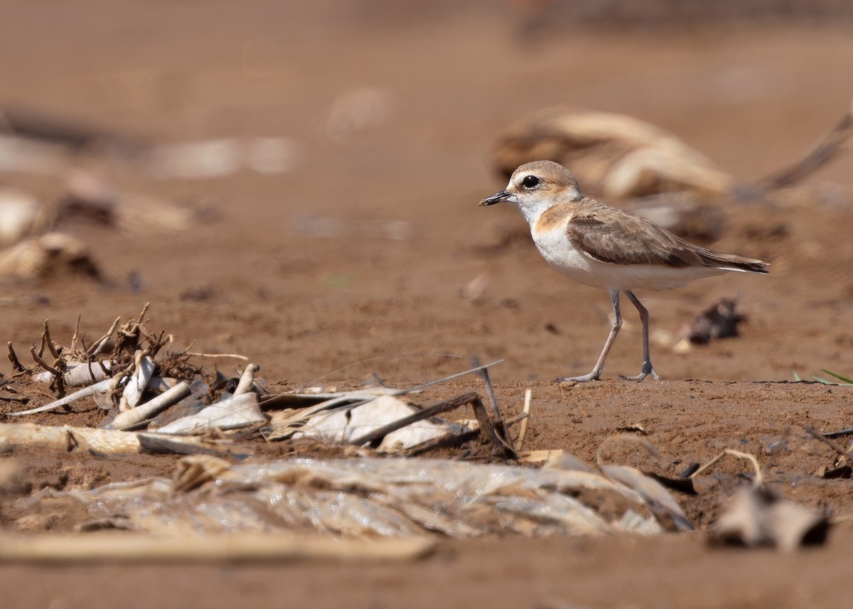 Javan Plover - ML641780237