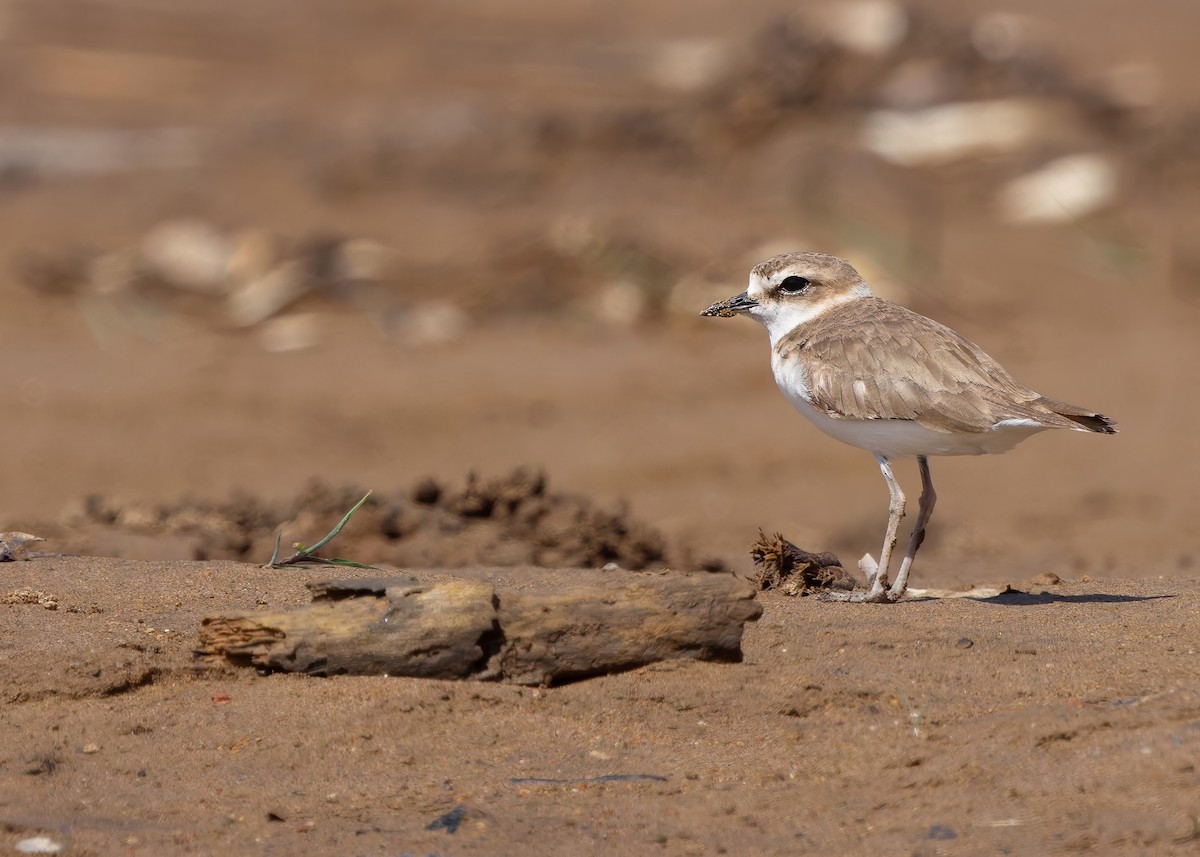 Javan Plover - ML641780238