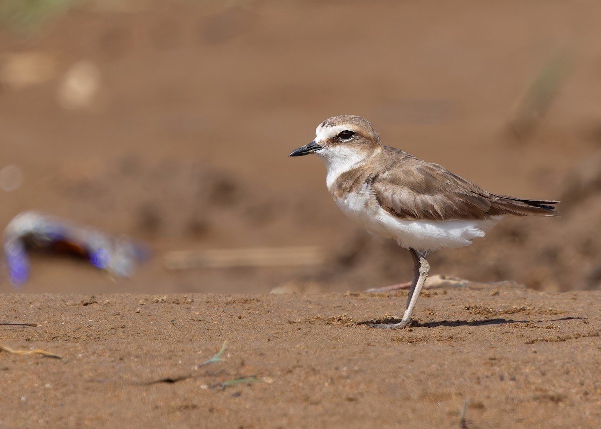 Javan Plover - ML641780239
