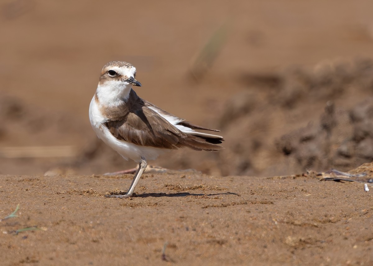 Javan Plover - ML641780240