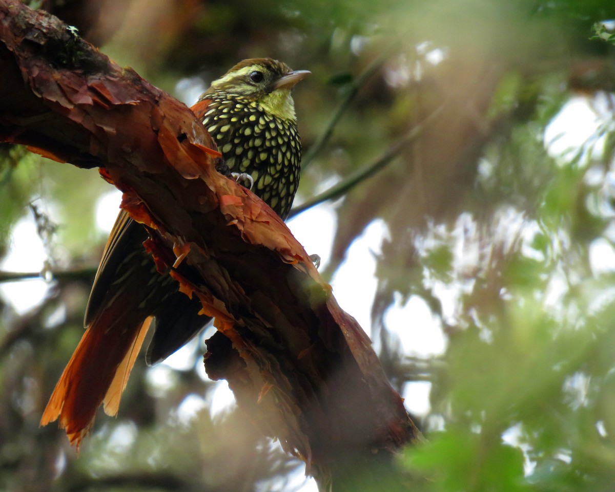 Pearled Treerunner - ML641780257
