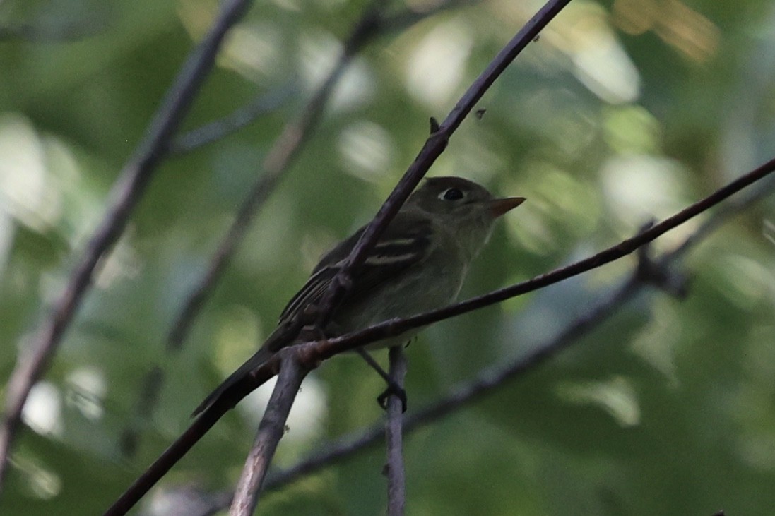 Western Flycatcher (Pacific-slope) - ML641780258