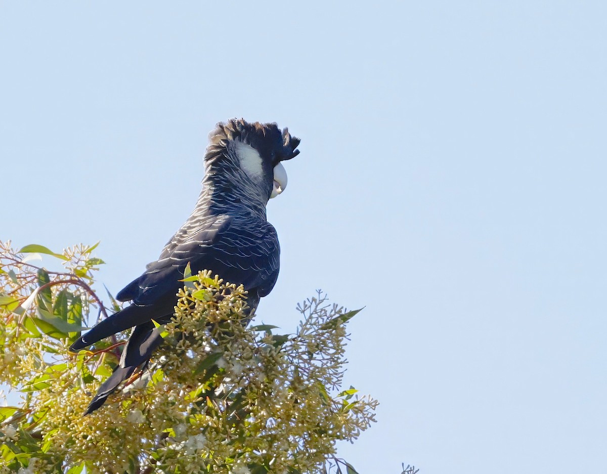 Carnaby's Black-Cockatoo - ML641780266
