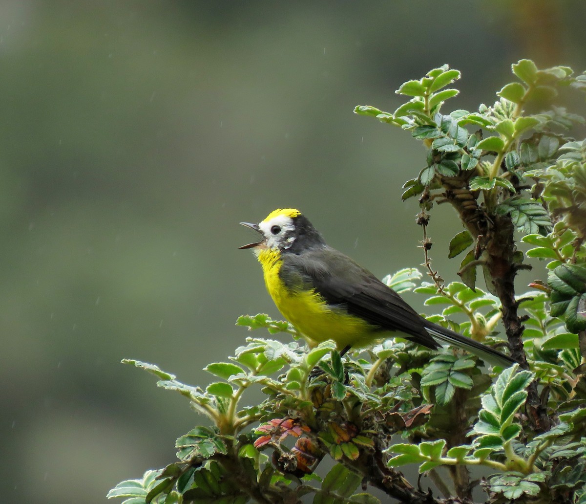 Paruline dorée (ornatus) - ML641780267