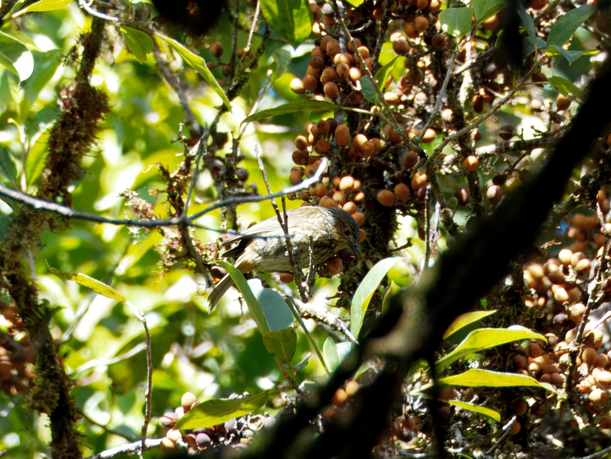 Mottled Berryhunter - ML641780272