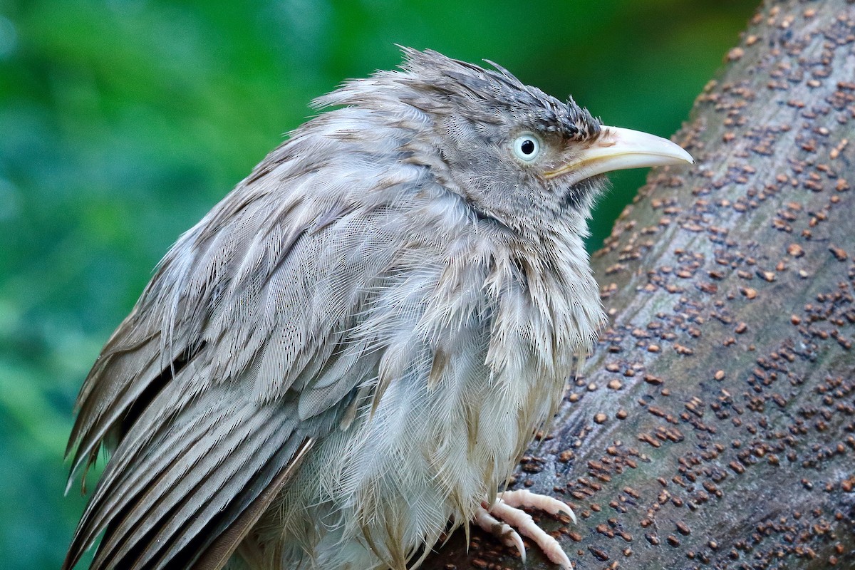 Jungle Babbler - ML641780282