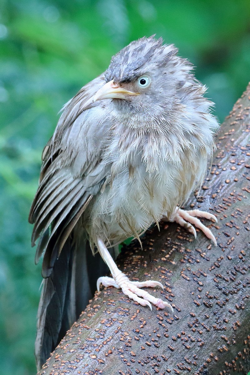 Jungle Babbler - ML641780285