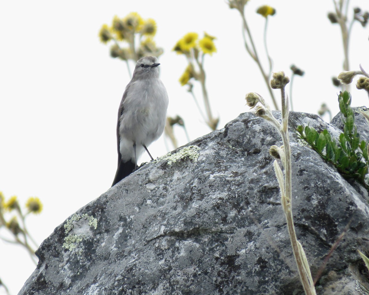 Plain-capped Ground-Tyrant - ML641780292
