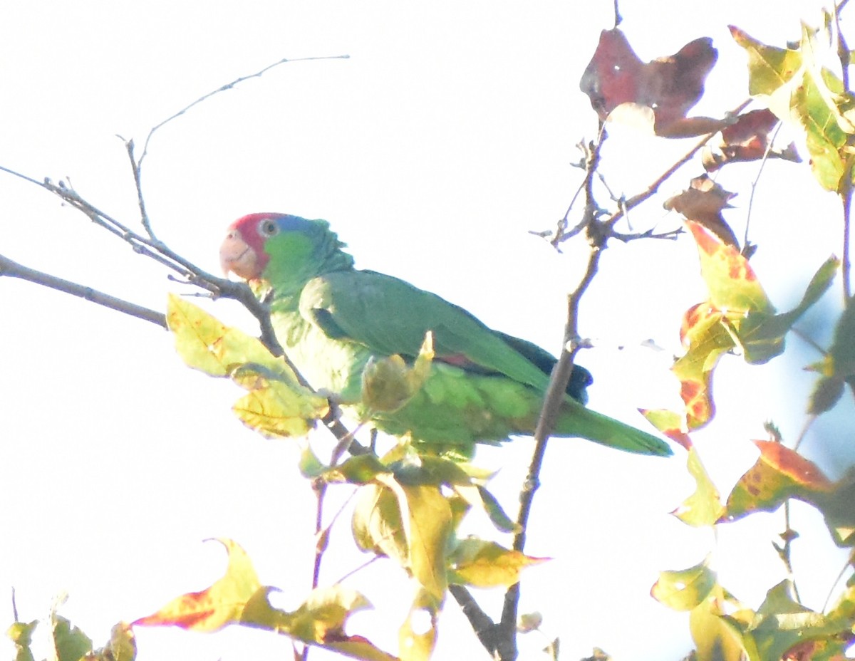 Red-crowned Amazon - ML641780293