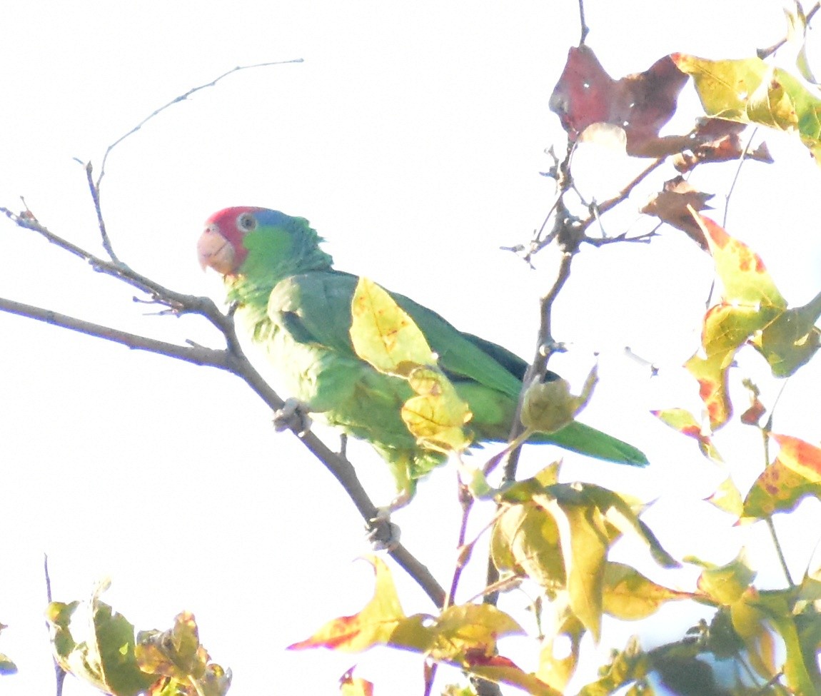 Red-crowned Amazon - ML641780308