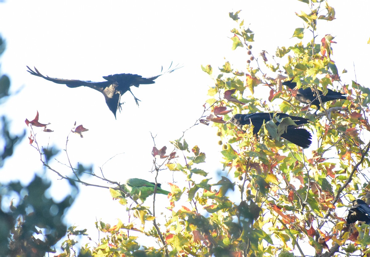 Red-crowned Amazon - ML641780315