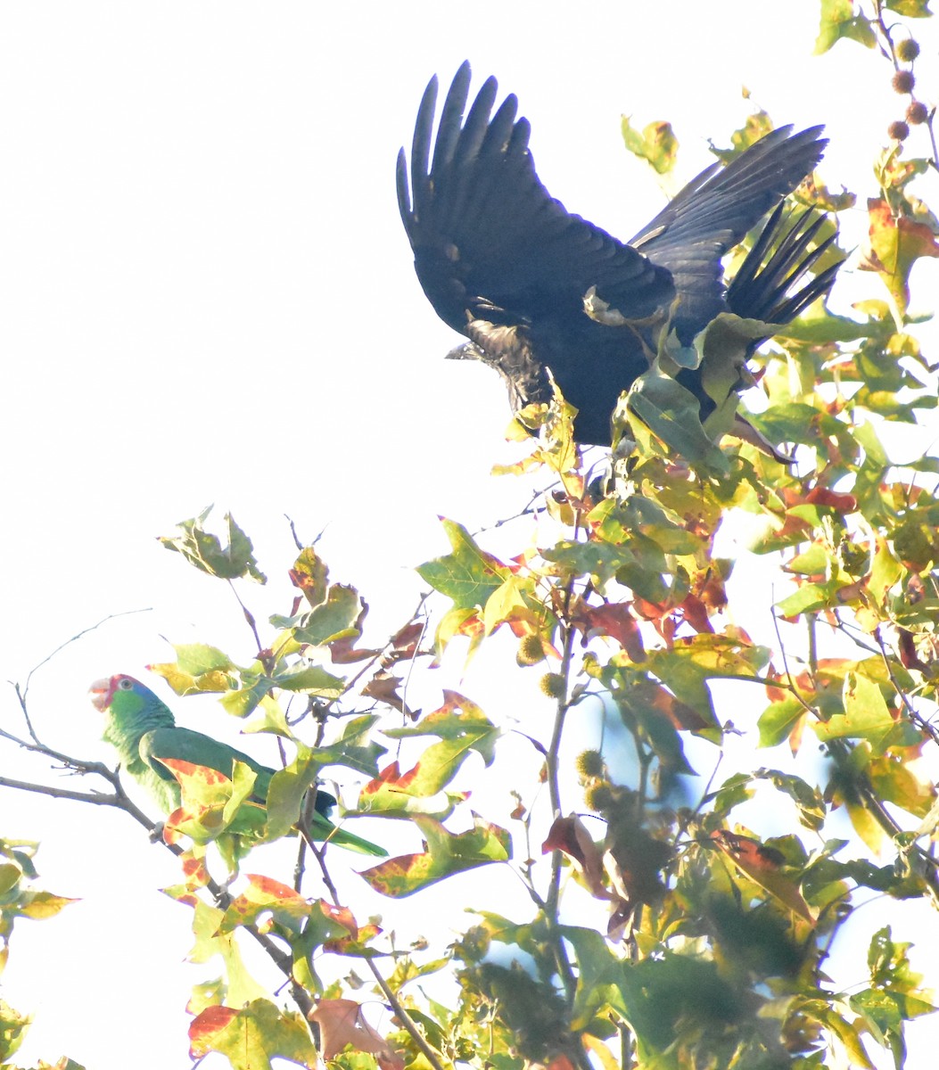 Red-crowned Amazon - ML641780320