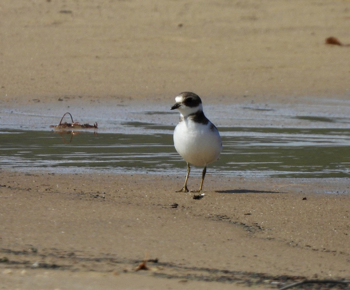 Semipalmated Plover - ML641780324