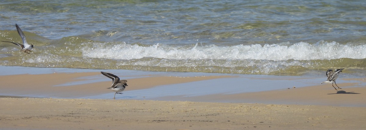 Semipalmated Plover - ML641780325
