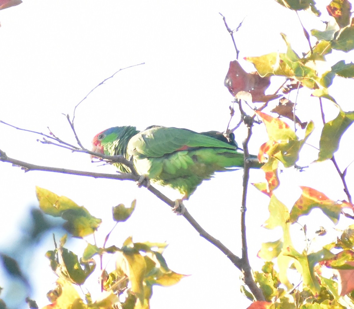 Red-crowned Amazon - ML641780327