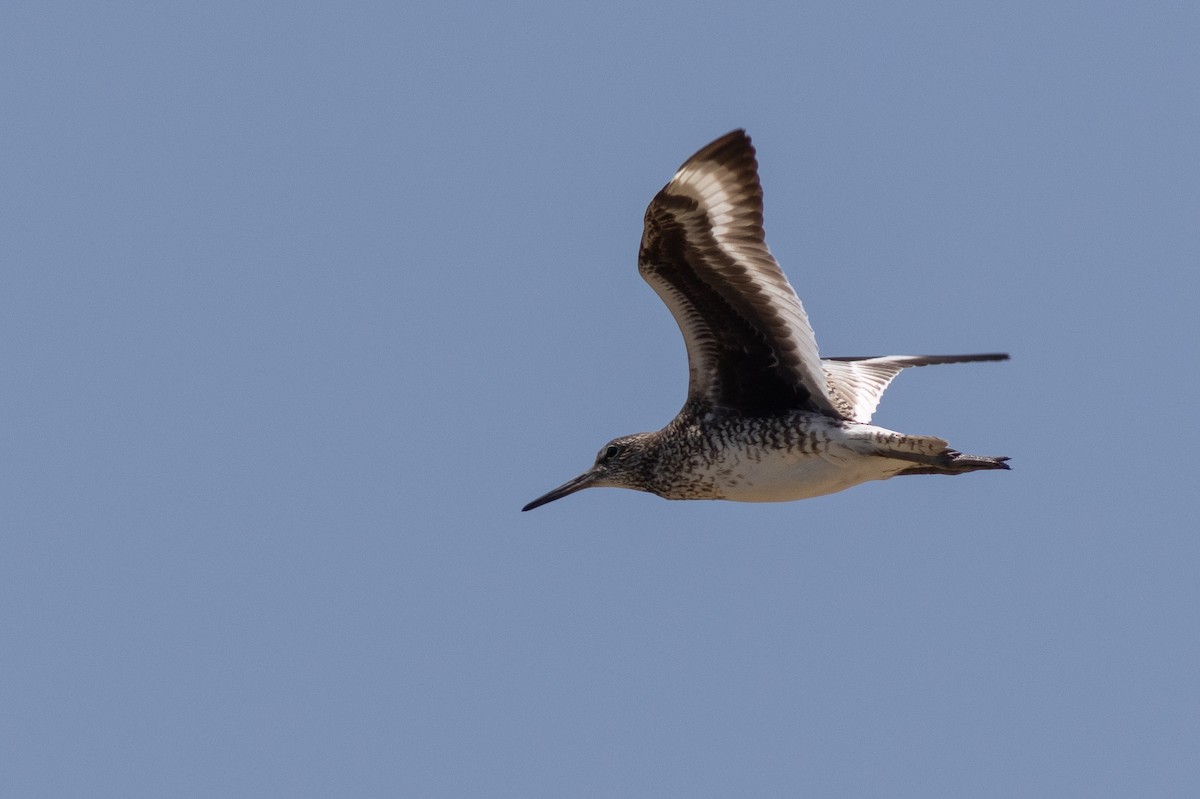 vodouš břehoušovitý (ssp. semipalmata) - ML641780357