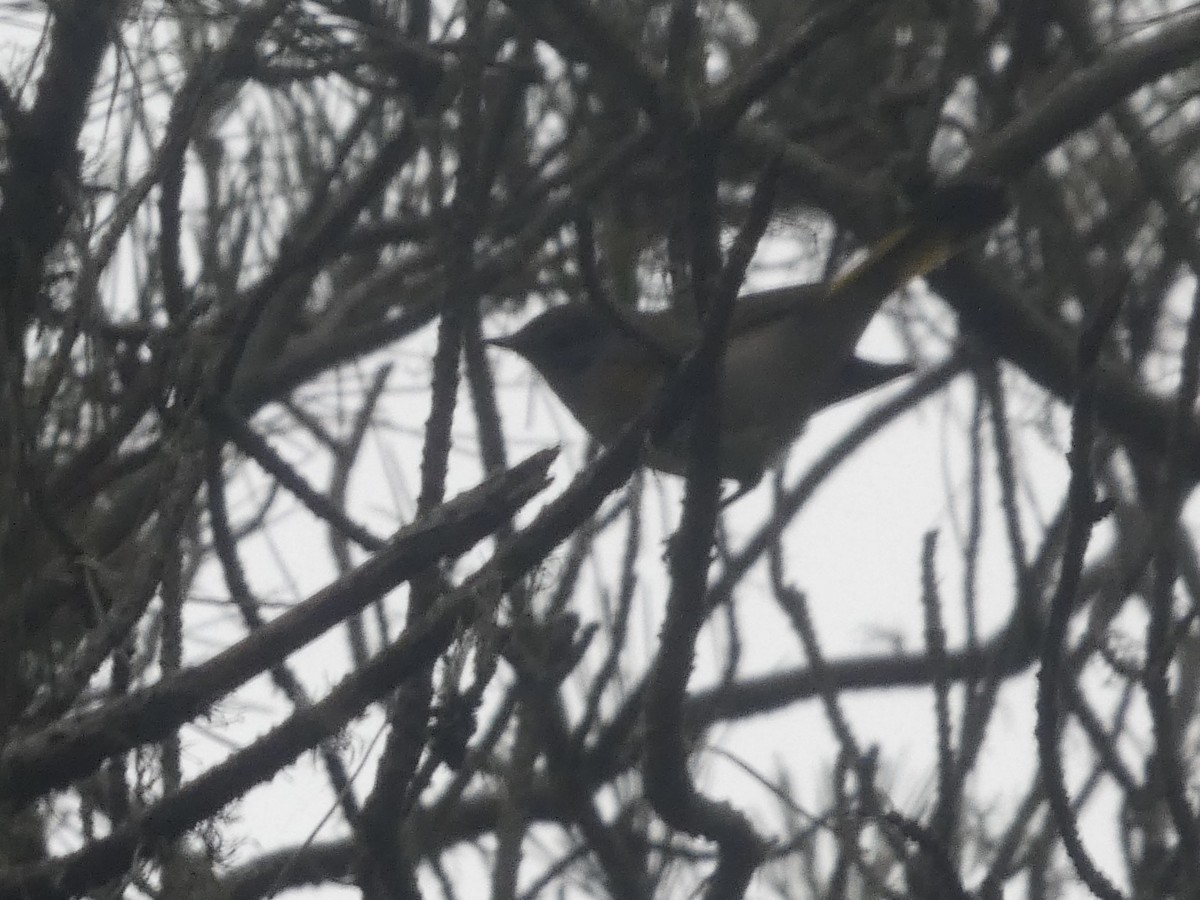 American Redstart - ML641780374