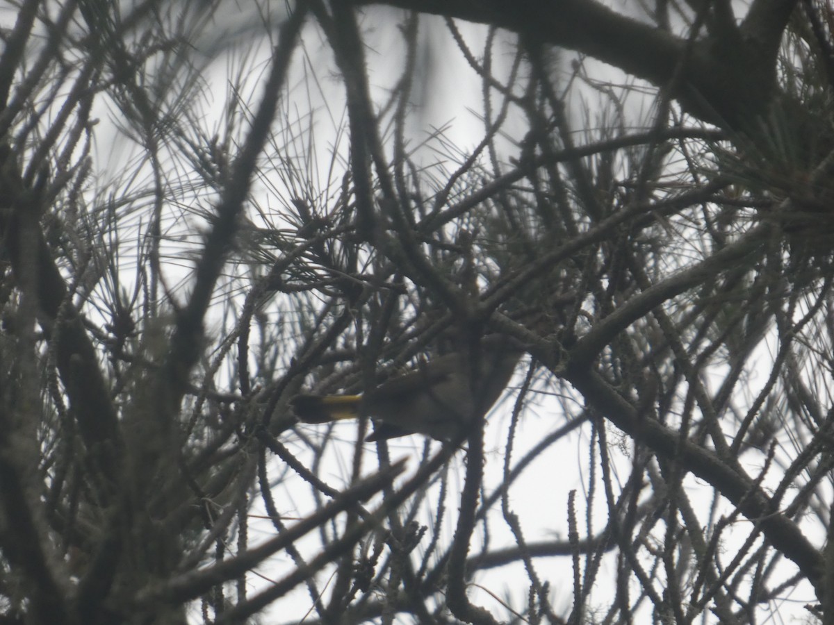American Redstart - ML641780375