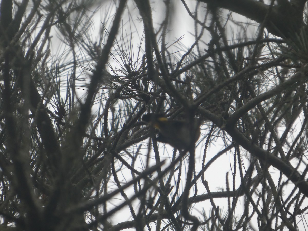 American Redstart - ML641780376
